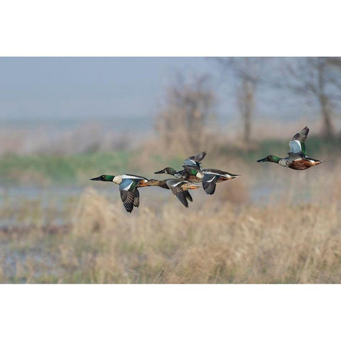 Northern Shoveler-Courtship flight Black Modern Wood Framed Art Print by Archer, Ken