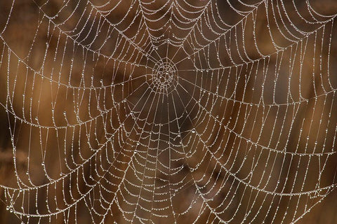 Morning Dew on Orb Spider Web White Modern Wood Framed Art Print with Double Matting by Archer, Ken