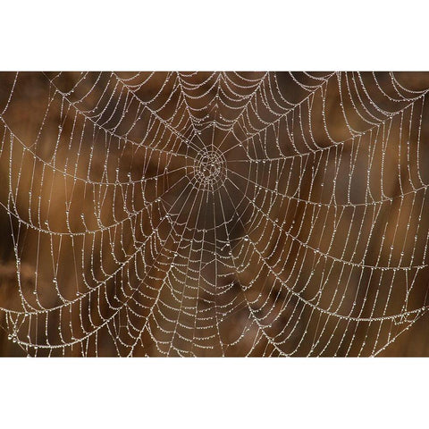 Morning Dew on Orb Spider Web White Modern Wood Framed Art Print by Archer, Ken