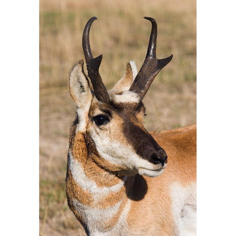 Pronghorn Antelope Buck White Modern Wood Framed Art Print by Archer, Ken