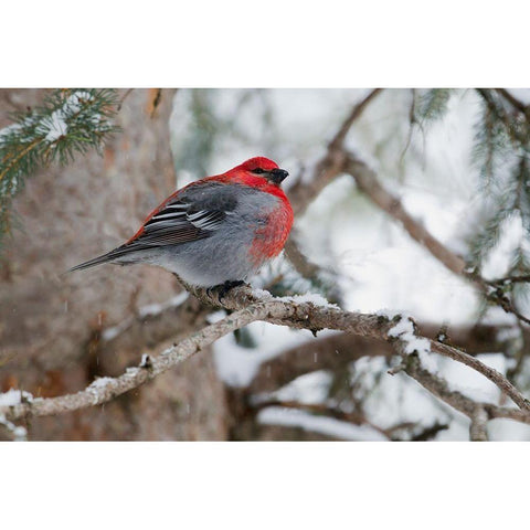 Pine Grosbeak-winter survivor Black Modern Wood Framed Art Print by Archer, Ken