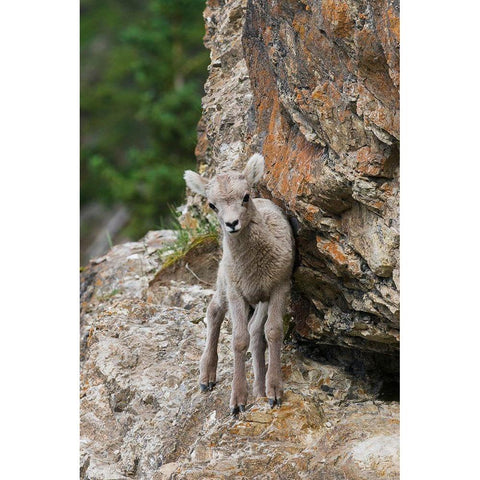 Bighorn Sheep Lamb Gold Ornate Wood Framed Art Print with Double Matting by Archer, Ken
