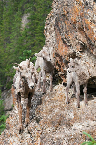 Bighorn Sheep Ewe with young twins Black Ornate Wood Framed Art Print with Double Matting by Archer, Ken