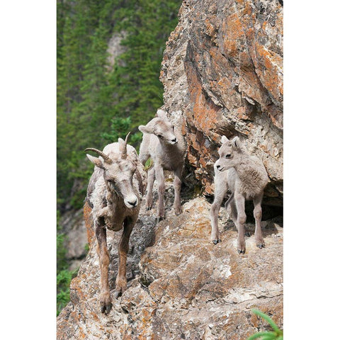 Bighorn Sheep Ewe with young twins White Modern Wood Framed Art Print by Archer, Ken