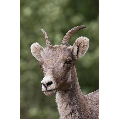 Rocky Mountain Bighorn Sheep-shedding winter fur Gold Ornate Wood Framed Art Print with Double Matting by Archer, Ken