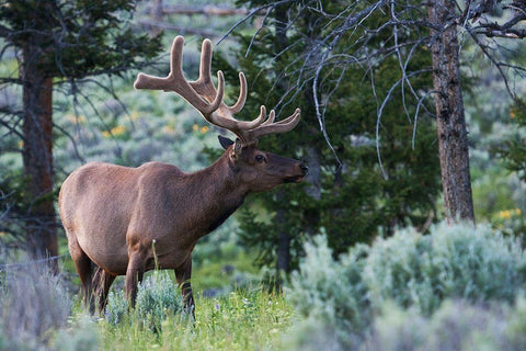 Rocky Mountain Bull Elk-Spring Velvet Antlers Black Ornate Wood Framed Art Print with Double Matting by Archer, Ken