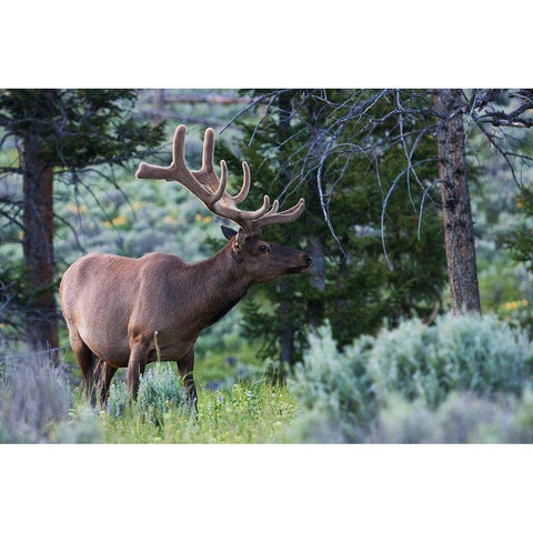 Rocky Mountain Bull Elk-Spring Velvet Antlers Black Modern Wood Framed Art Print by Archer, Ken