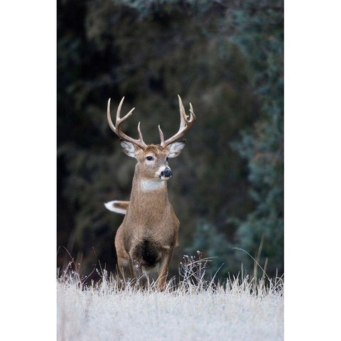 White-tailed Deer Buck Gold Ornate Wood Framed Art Print with Double Matting by Archer, Ken