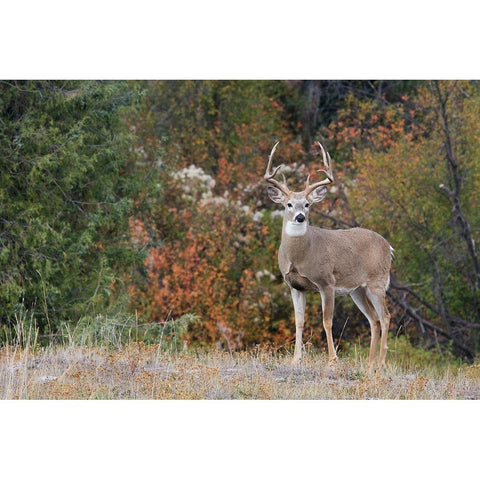 White-tailed Deer Buck Black Modern Wood Framed Art Print with Double Matting by Archer, Ken
