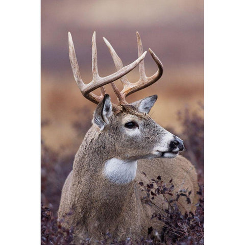 White-tailed Deer Buck Black Modern Wood Framed Art Print by Archer, Ken