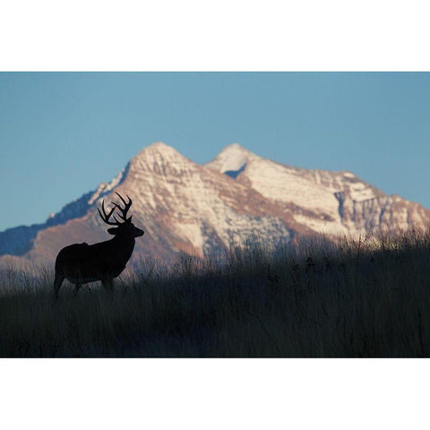 White-tail Deer Silhouette-Mission Mountains Black Modern Wood Framed Art Print by Archer, Ken