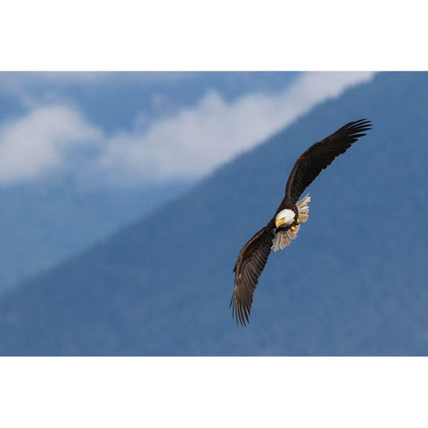 Bald Eagle Black Modern Wood Framed Art Print by Archer, Ken
