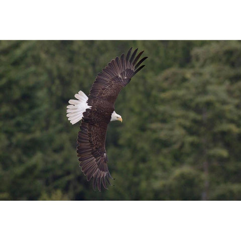 Bald Eagle White Modern Wood Framed Art Print by Archer, Ken