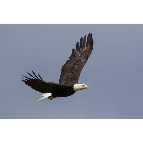 Bald Eagle flying Black Modern Wood Framed Art Print with Double Matting by Archer, Ken