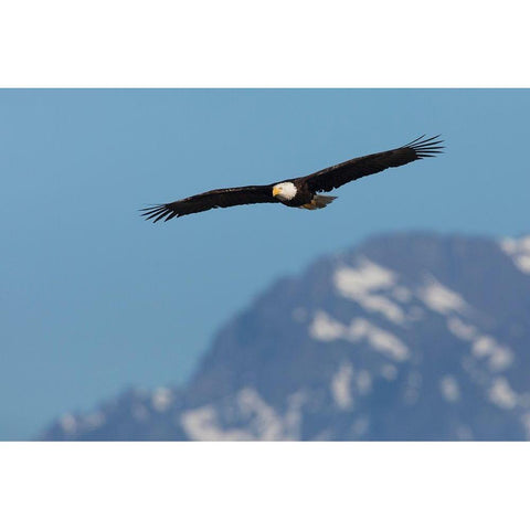 Bald eagle Black Modern Wood Framed Art Print with Double Matting by Archer, Ken