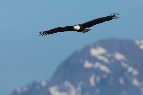 Bald eagle White Modern Wood Framed Art Print with Double Matting by Archer, Ken