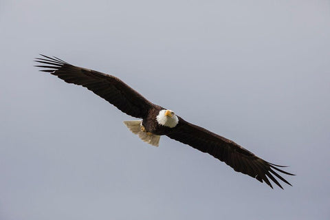 Bald Eagle White Modern Wood Framed Art Print with Double Matting by Archer, Ken