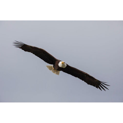 Bald Eagle White Modern Wood Framed Art Print by Archer, Ken