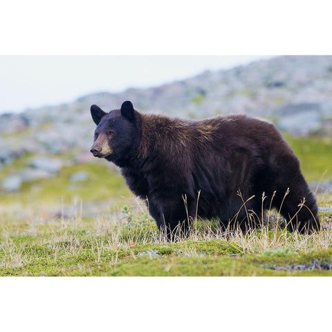 Black Bear-Big Boar White Modern Wood Framed Art Print by Archer, Ken