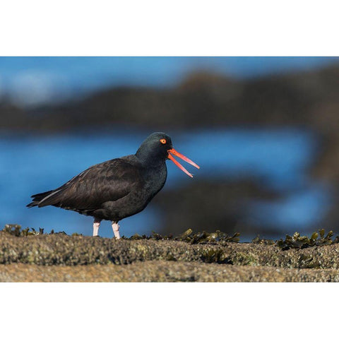 Black Oystercatcher Calling Black Modern Wood Framed Art Print with Double Matting by Archer, Ken