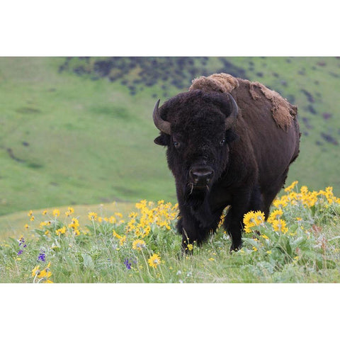 Bison-Balsa Root Blooms Gold Ornate Wood Framed Art Print with Double Matting by Archer, Ken