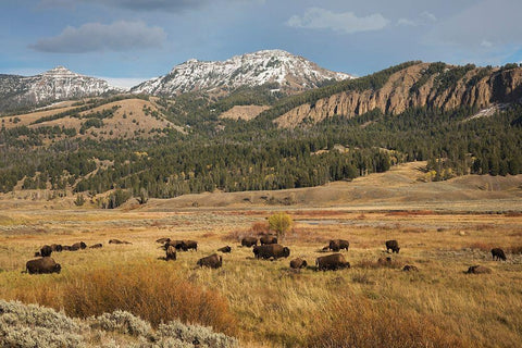 Bison in Lamar Valley-Yellowstone National Park Black Ornate Wood Framed Art Print with Double Matting by Archer, Ken