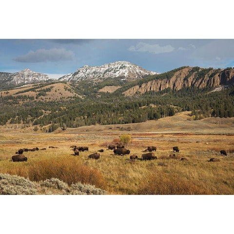 Bison in Lamar Valley-Yellowstone National Park Black Modern Wood Framed Art Print by Archer, Ken