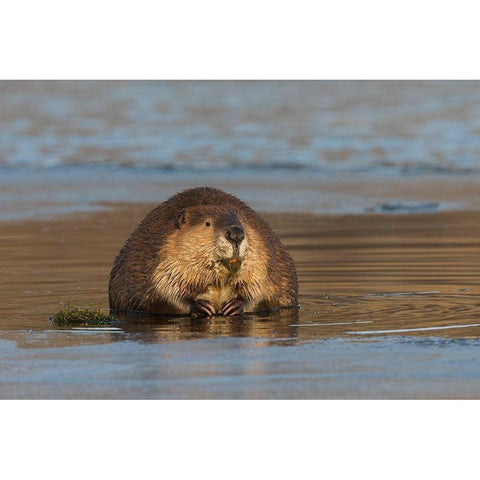Beaver-foraging in early winter Gold Ornate Wood Framed Art Print with Double Matting by Archer, Ken
