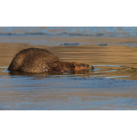 Beaver-late autumn ice pathway Gold Ornate Wood Framed Art Print with Double Matting by Archer, Ken