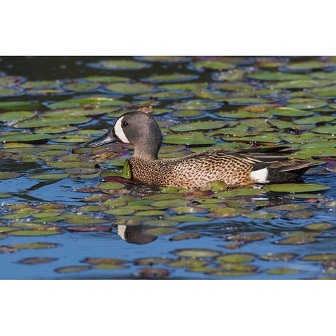 Blue-winged Teal Drake Black Modern Wood Framed Art Print by Archer, Ken