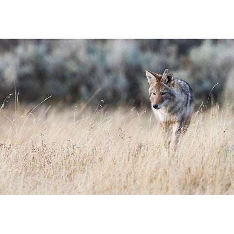 Coyote on the prowl for a meal Gold Ornate Wood Framed Art Print with Double Matting by Archer, Ken
