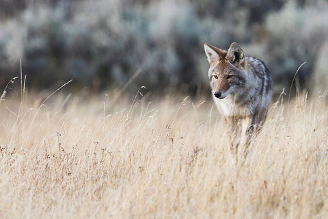 Coyote on the prowl for a meal White Modern Wood Framed Art Print with Double Matting by Archer, Ken