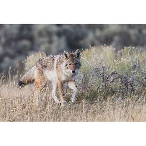 Coyote-stalking Black Modern Wood Framed Art Print by Archer, Ken