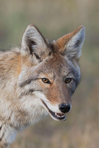 Coyote-Close-up Portrait White Modern Wood Framed Art Print with Double Matting by Archer, Ken