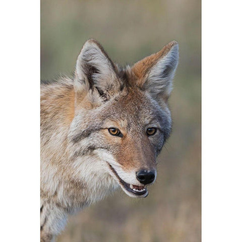 Coyote-Close-up Portrait Black Modern Wood Framed Art Print by Archer, Ken