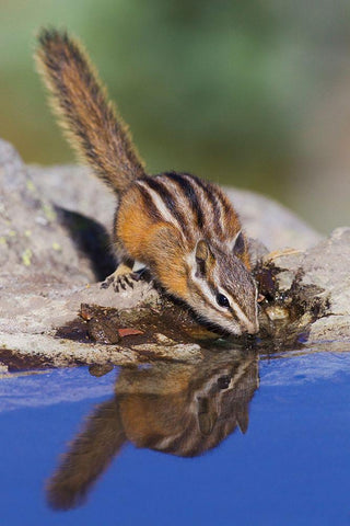 Townsends Chipmunk-summer time drink White Modern Wood Framed Art Print with Double Matting by Archer, Ken