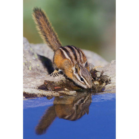 Townsends Chipmunk-summer time drink Black Modern Wood Framed Art Print with Double Matting by Archer, Ken