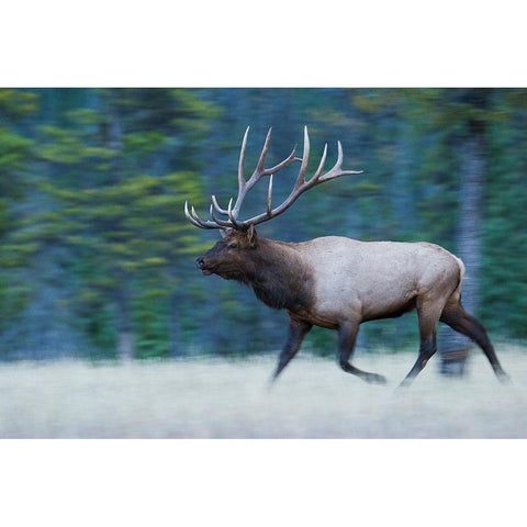 Bull Elk on the move Black Modern Wood Framed Art Print by Archer, Ken
