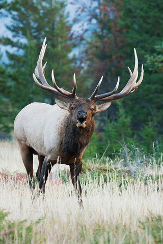 Bull Elk Bugling Black Ornate Wood Framed Art Print with Double Matting by Archer, Ken