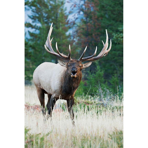 Bull Elk Bugling Gold Ornate Wood Framed Art Print with Double Matting by Archer, Ken