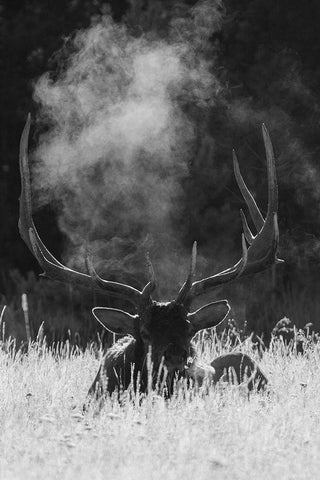 Rocky Mountain Bull Elk-bugling after effects Black Ornate Wood Framed Art Print with Double Matting by Archer, Ken