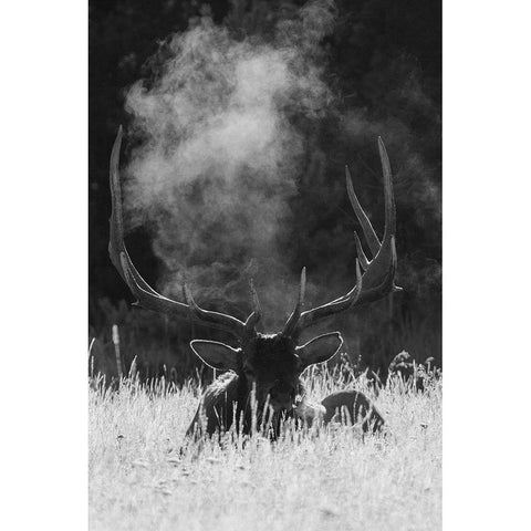 Rocky Mountain Bull Elk-bugling after effects Black Modern Wood Framed Art Print by Archer, Ken