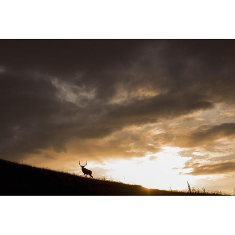 Bull Elk-sunset storm clouds Black Modern Wood Framed Art Print with Double Matting by Archer, Ken