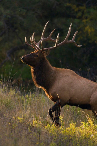 Bull Elk-last sunrays of the day Black Ornate Wood Framed Art Print with Double Matting by Archer, Ken