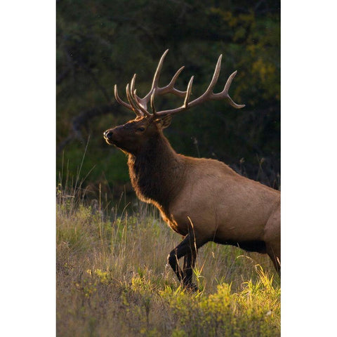 Bull Elk-last sunrays of the day Black Modern Wood Framed Art Print by Archer, Ken
