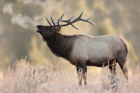 Bull Elk-Morning Breath Black Ornate Wood Framed Art Print with Double Matting by Archer, Ken