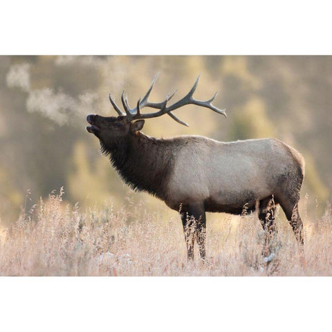 Bull Elk-Morning Breath White Modern Wood Framed Art Print by Archer, Ken
