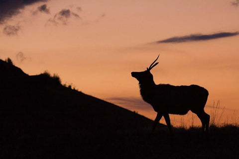 Young Bull Elk-Sunset Silhouette Black Ornate Wood Framed Art Print with Double Matting by Archer, Ken