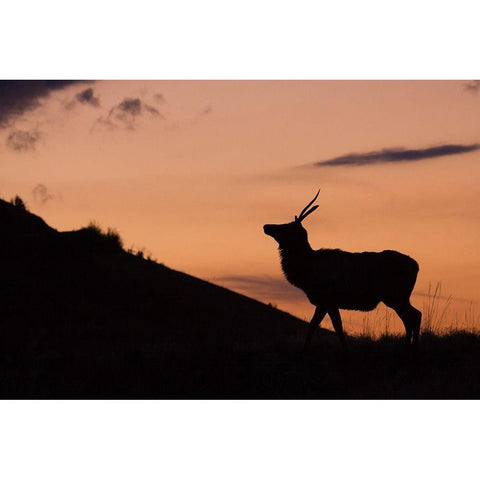 Young Bull Elk-Sunset Silhouette Black Modern Wood Framed Art Print by Archer, Ken