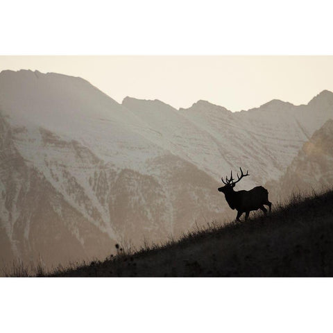 Bull Elk-Sunset Silhouette Black Modern Wood Framed Art Print with Double Matting by Archer, Ken